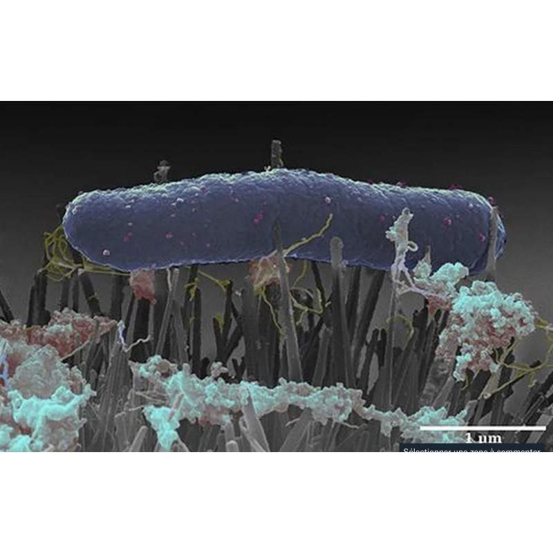 nano-pilier-destruction-virus-bactérie-liquid-Guard-désinfection-covid.jpeg.jpeg